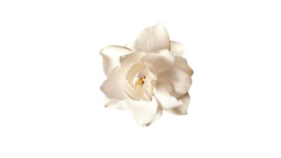 Gardenia Jasminoides 